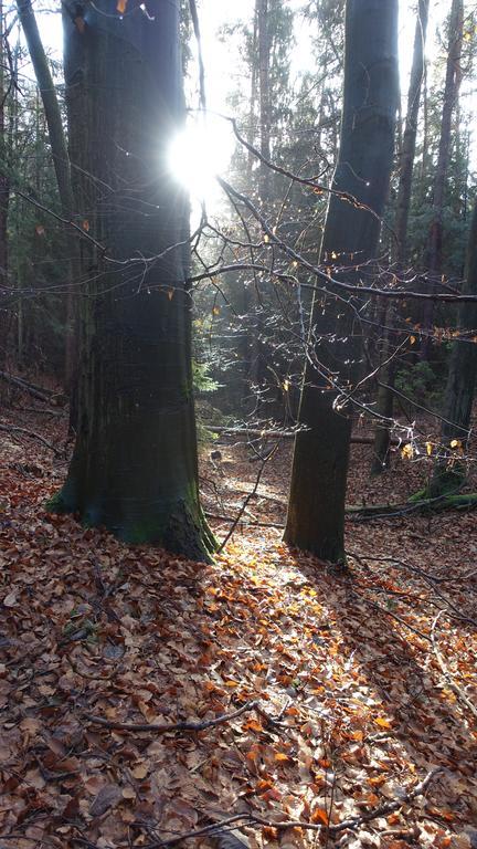 Cafe Landart Im Thueringer Finistere Lägenhet Plaue  Exteriör bild